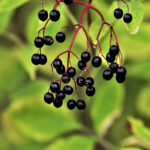 black elederberries against a green leafy background