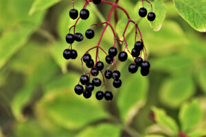 black elederberries against a green leafy background