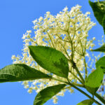 white blloming elderberry branch against a blue sky background