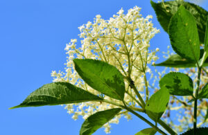 white blloming elderberry branch against a blue sky background